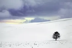 YEL0210_0481_Solitary tree in the Lamar Valley (Yellowstone National Park USA)