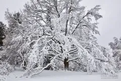 FIN0222_0914_Ice oak (Finland)