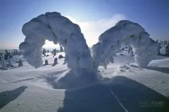 RII0200_0513_Arctic strange sculptures the ice Angel wings (Riisitunturi National Park Finland)