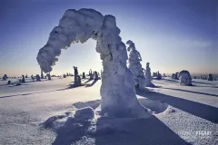 RII0200_0525_Ice mysterious creatures in Riisitunturi National Park (Finland)