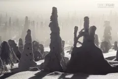 RII0200_0545_The Ice Forest in the mist (Riisitunturi National Park Finland)