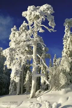 RII0207_0517_Frozen old pine tree (Northern Finland)