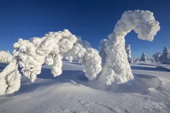 RII0212_0512_Arctic strange sculptures Ice monsters (Riisitunturi National Park Finland)