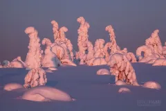 RII0212_0515_Early morning lights (Riisitunturi National Park Finland)