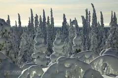 RII0212_0523_Ice forms in the fir forest (Lapland Finland)