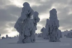 RII0214_0524_Ice monsters in Riisitunturi National Park (Finland)