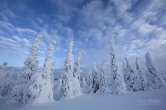 RII0214_0541_The arctic taiga in its winter dress (Lapland Finland)