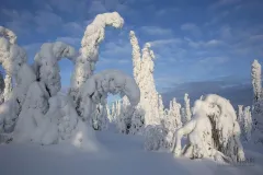 RII0214_0544_The Ice Forest in the arctic winter (Riisitunturi National Park Finland)