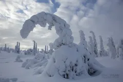 RII0214_0549_Winter in the Arctic a world of Fantasy and Mystery (Lapland Finland)