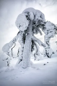 RII0218_0518_Frozen pine tree (Riisitunturi National Park Finland)