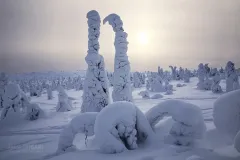 RII0218_0534_Pale winter sun (Riisitunturi National Park Finland)