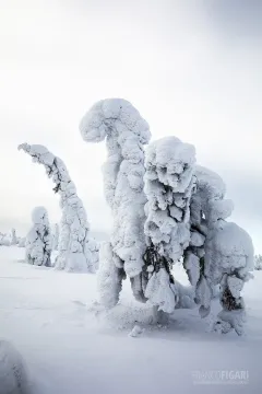 RII0218_0551_Monsters-of-ice-Riisitunturi-National-Park-Finland