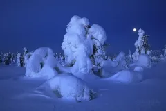 RII0219_0497_Full moon night in Riisitunturi National Park (Finland)