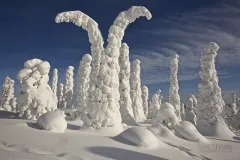 RII0316_0506_Arctic storms cover with ice trees in the taiga (Lapland Finland)