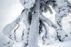 RII0218_0518_Frozen pine tree (Riisitunturi National Park Finland)
