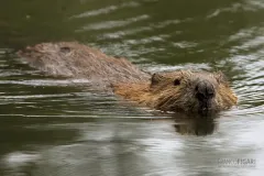 ALA0814_0557_Beaver (Alaska USA)