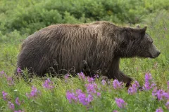 ALA0814_0559_Close encounter (Katmai National Park Alaska USA)