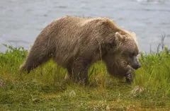 ALA0814_0560_Close encounter in Katmai National Park (Alaska USA)