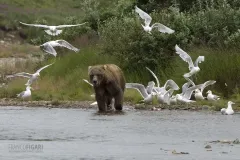 ALA0814_0575_Grizzly bear and seagulls in Katmai National Park (Alaska USA)