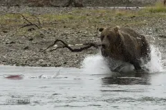 ALA0814_0576_Grizzly bear fishing salmons in Katmai National Park (Alaska USA)