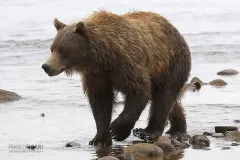 ALA0814_0577_Grizzly bear in Katmai National Park (Alaska USA)