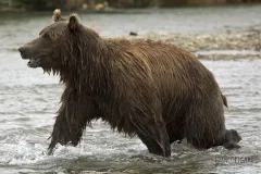 ALA0814_0578_Hunting salmons in the river (Katmai National Park Alaska USA)