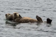 ALA0814_0582_Mother otter swims with her pup in Kachemak Bay (Alaska USA)
