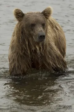 ALA0814_0584_Salmon fishing in Katmai National Park (Alaska USA)