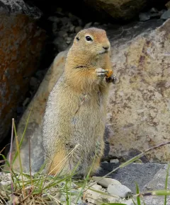 ALA0814_1074_Arctic ground squirrel (Alaska)