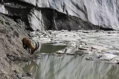 ALP0623_1094_Ibex near Fellaria glacier in the Alps (Italy)
