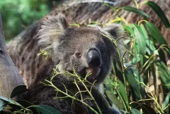 AUS0203_0942_Koala in the forest of eucalyptus in Kangaroo island (Australia)