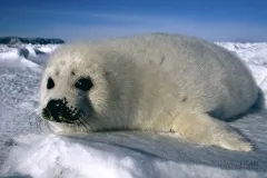 CAN0207_0556_Baby harp seal on the frozen sea (Iles de la Madeleine Canada)