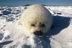 CAN0207_0895_Puppy harp seal on the frozen sea in the Gulf of Saint Lawrence (Canada)