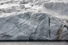 FJL0719_0605_Polar bear on the glacier (Franz Josef Land Russia)