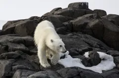 FJL0719_0668_Polar bear on Apollonof Island (Franz Josef Land Russia)