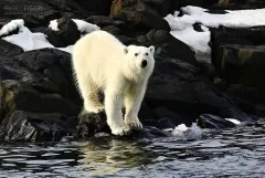 FJL0719_0669_Polar bear on Apollonof Island (Franz Josef Land Russia)