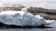 FJL0719_0673_Polar bear on Apollonof Island (Franz Josef Land Russia)