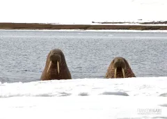 FJL0719_0674_Curious walruses! (Franz Josef Land Russia)