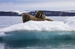 FJL0819_0667_Walruses in Smith Bay on George Land Island (Franz Josef Land Russia)