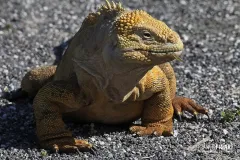 GAL0509_0579_Land iguana (Santa Cruz Island Galapagos)