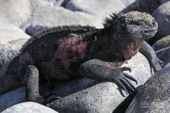 GAL0509_0581_Marine iguana (Fernandina Island Galapagos)