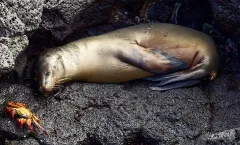 GAL0509_0896_Fur seal (Galapagos)