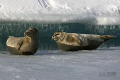 ISL0309_0586_Seals in Jökulsárlón lagoon (Iceland)