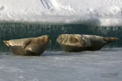 ISL0309_0587_Seals resting on the ice of Jökulsárlón lagoon (Iceland)