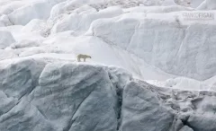 JL07119_0671_Survival on the glacier (Franz Josef Land Russia)