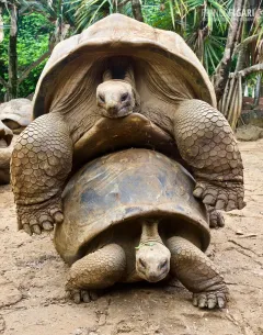 MAU0318_0947_Aldabra tortoise (Mauritius island)