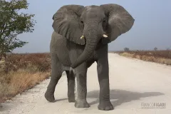 NAM0815_0561_Close encounters on the dirt roads of Etosha National Park (Namibia)