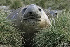 NAM0815_0567_Elephant seal resting in the grass (South Georgia)