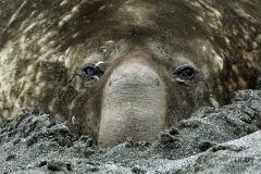 NAM0815_0567_Elephant seal resting in the sand (South Georgia)