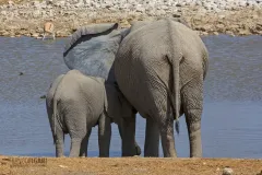 NAM0815_0568_Elephants by the water pool of Okaukuejo Camp in Etosha National Park (Namibia)